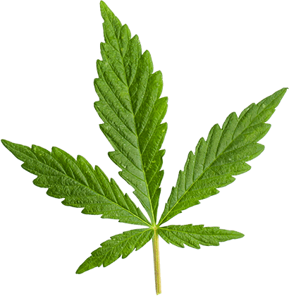 https://floweir.com/wp-content/uploads/2018/12/marijuana_leaf_large.png