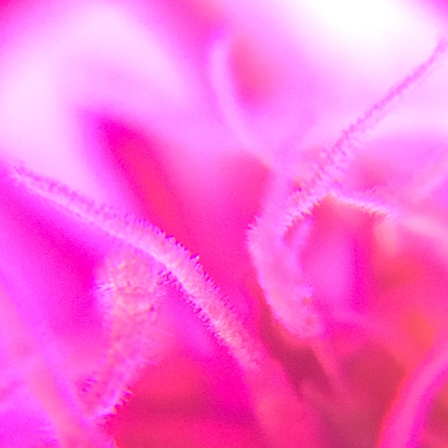 2015-05-07 soft pink pistils